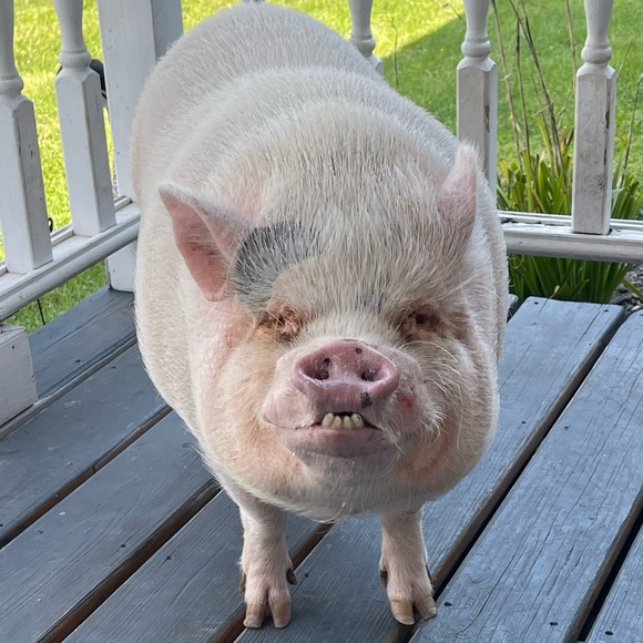 Why I Posh - Picture 9 of 16